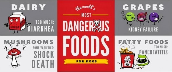 The Worlds Most Dangerous Foods for Dogs